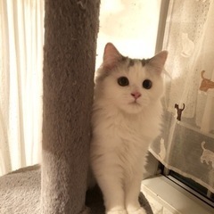 ノルウェージャンフォレストキャットとマンチカンのブリーダー - ペット