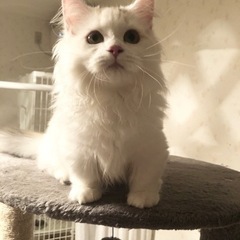 ノルウェージャンフォレストキャットとマンチカンのブリーダー - 地元のお店