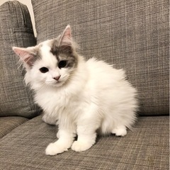 ノルウェージャンフォレストキャットとマンチカンのブリーダー - 都城市
