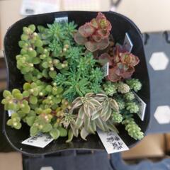 〈お取引者決定〉多肉植物 セダム寄せ植え①