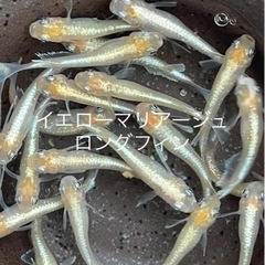 成魚　5匹セット