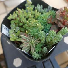 〈お取引き者決定〉多肉植物セダム寄せ植え②の画像