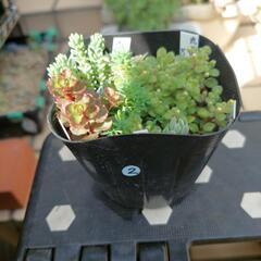 〈お取引き者決定〉多肉植物セダム寄せ植え②の画像