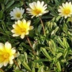 ガザニア 挿し木用 抜き苗 10本