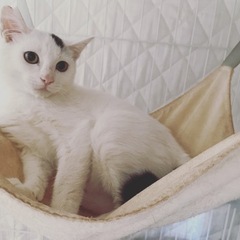 小柄な可愛い白キジの男の子💙