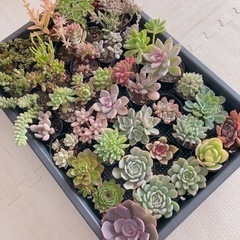 多肉植物　40種類セット