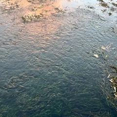水草　アナカリス　の画像