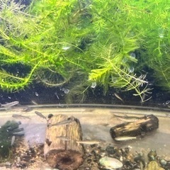 水草　アナカリス　の画像
