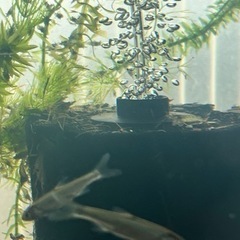 水草　アナカリス　の画像