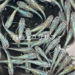 成魚　5匹セット