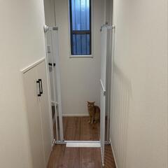 猫脱走防止ゲート【取引中】の画像