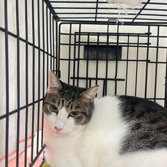 １１月５日（日）里親会参加予定♥キク君♥