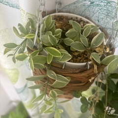 観葉植物　ハンギング　鉢つきの画像