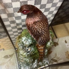 雉 剥製の画像