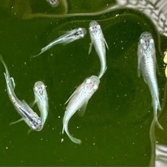メダカをあげます！の画像