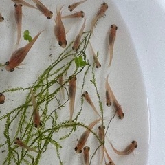 メダカをあげます！の画像