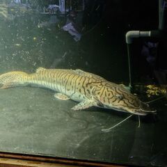 タイガーシャベルノーズ　80cm オーバー