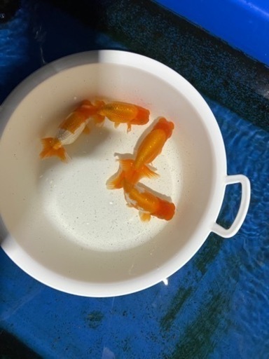 2歳協会系らんちゅう4匹セット　