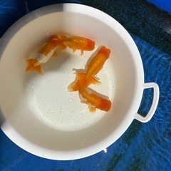 2歳協会系らんちゅう4匹セット　の画像