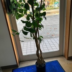 インテリアの木の画像