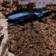 ギラファノコギリクワガタ　メスのみ