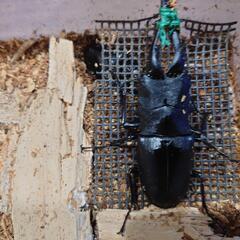 ギラファノコギリクワガタ　メスのみの画像