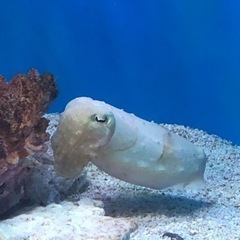 水族館が好きな方と友達になりたいです！ - 川越市