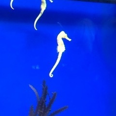水族館が好きな方と友達になりたいです！ - 友達
