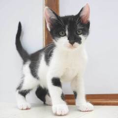 すごく可愛い！7兄妹の①黒白の子猫の男の子