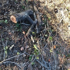 木　枝　薪の画像