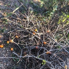 木　枝　薪の画像