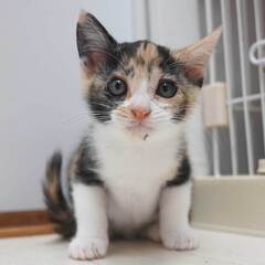 すごく可愛い！7兄妹の③三毛猫の子猫の女の子