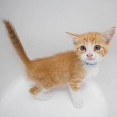 すごく可愛い！7兄妹の⑤茶白の子猫の男の子