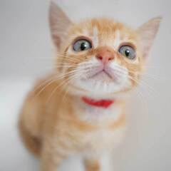 すごく可愛い！7兄妹の⑥茶白の子猫の女の子
