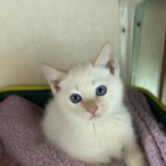 一旦募集ストップです。ちょっとトロい！かわいいササカマ猫