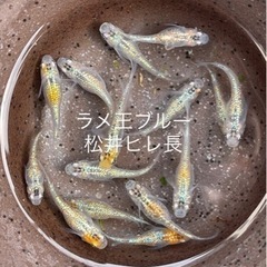 成魚　1ペアより