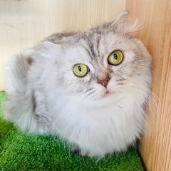 里親募集🐱スコティッシュ女の子推定6歳