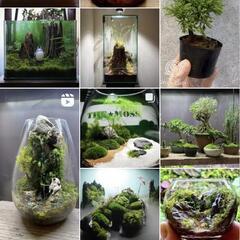 新品*金魚鉢*の画像