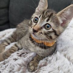 生後１ヶ月半の子猫の家族を探しています