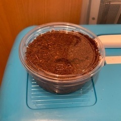 本土ヒラタクワガタ　幼虫の画像
