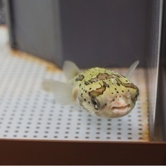 初心者です