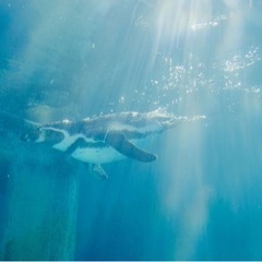 初心者です − 高知県