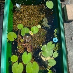 メダカや熱帯魚の飼育道具下さい。
