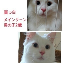 メインクーン☆男の子