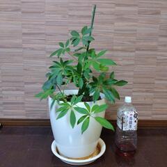 【お譲り先決定　お取引中】観葉植物カポック