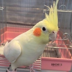 2023年10月22日から行方不明のオカメインコ探してます