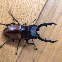 新成虫 ファブリース タカクワイ ノコギリクワガタ ♂単品 ※左...