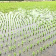 カット藁　稲わら　家庭菜園　土壌改良　マルチ　オーガニック　保温　冬支度の画像