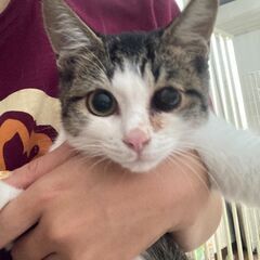 里親様決まりました・アトムくん
