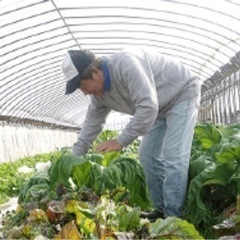 【森の菊芋農園】（藤岡農園） 50g  500円リピーター様獲得の為、特別価格の画像